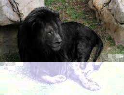 Black lion.jpg