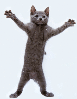 cat-dancing.gif