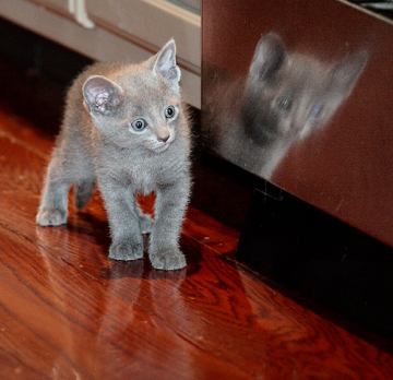 russian-blue-kittens-4.jpg