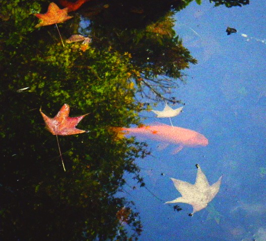 fishy.jpg