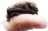 bumblebee-bat.jpg