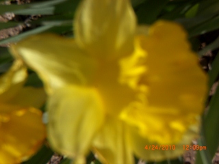 Yellow Flower 2.jpg