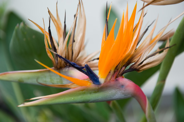 flowers11.jpg