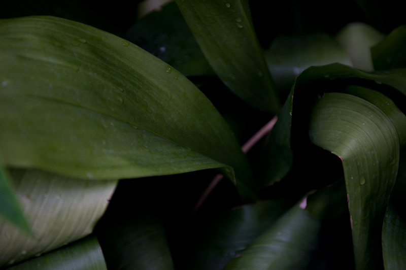 leaves4.jpg
