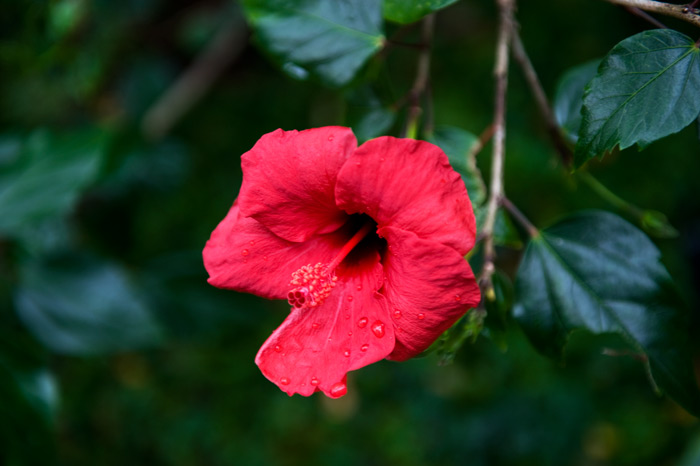 flowers9.jpg
