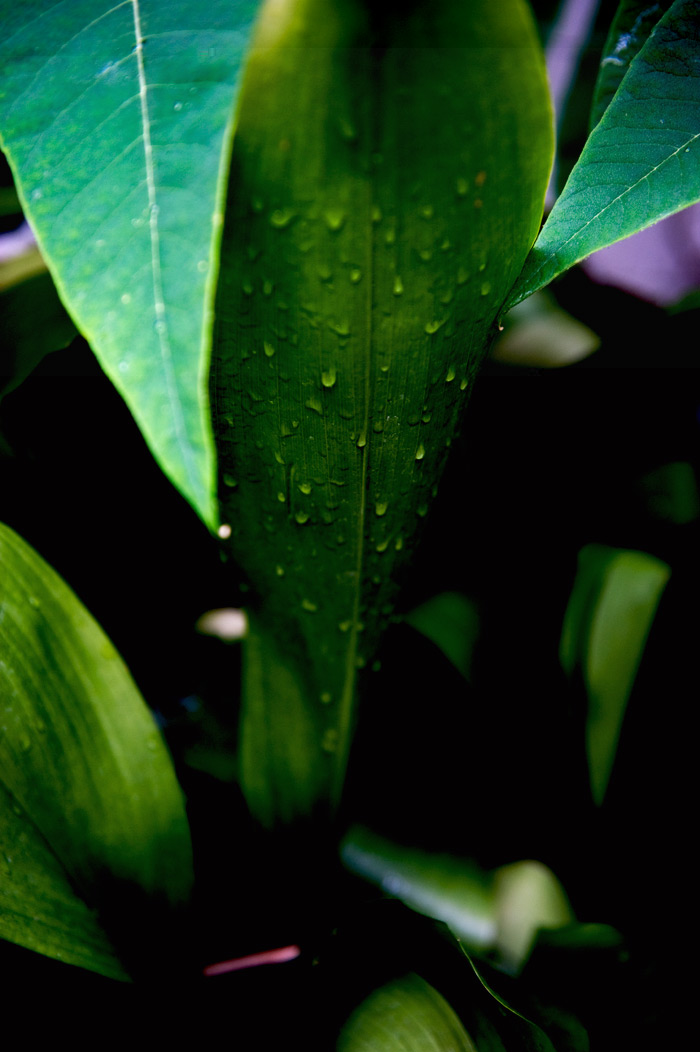 leaves6.jpg