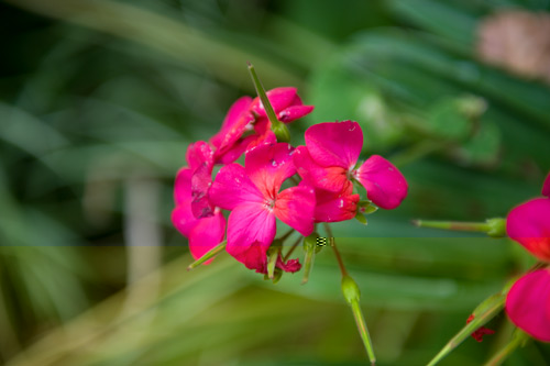 flowers6.jpg