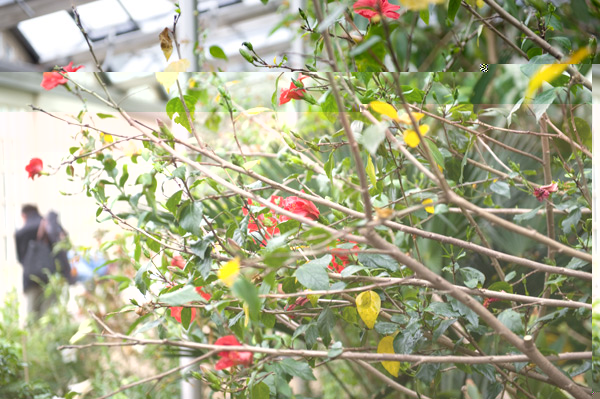 bunch-of-flowers.jpg