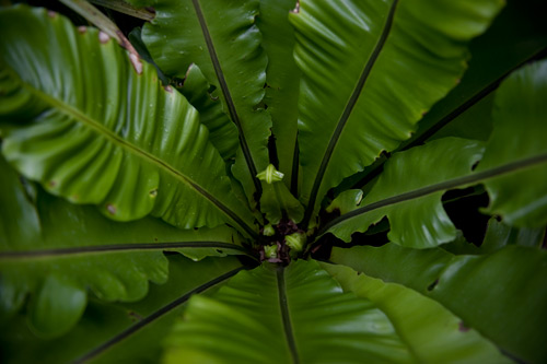 leaves2.jpg