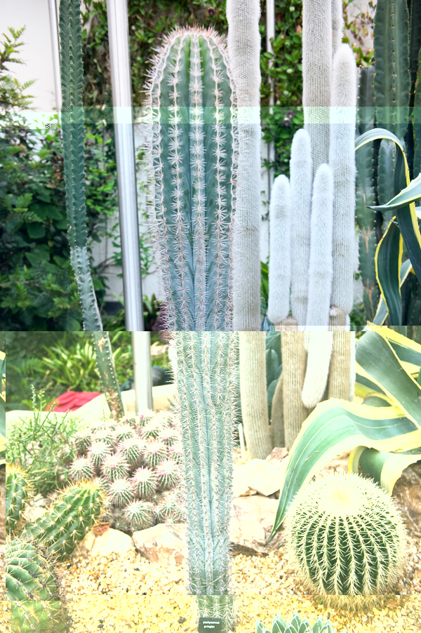 cactus.jpg