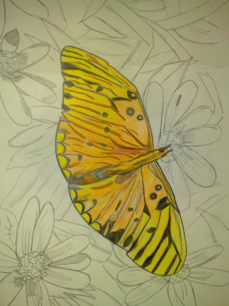 Butterfly.jpeg