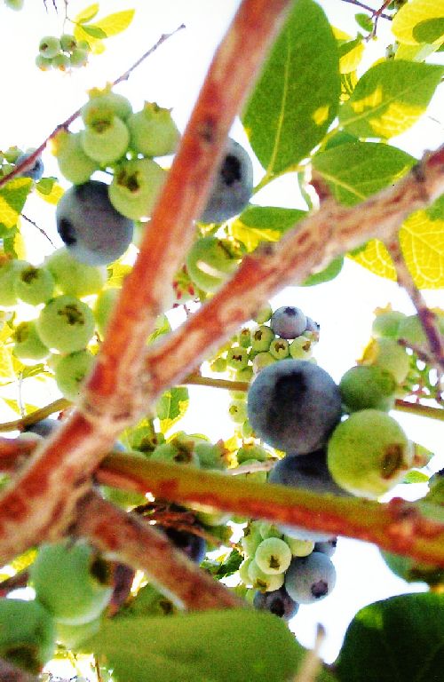 Blueberries Color.jpg