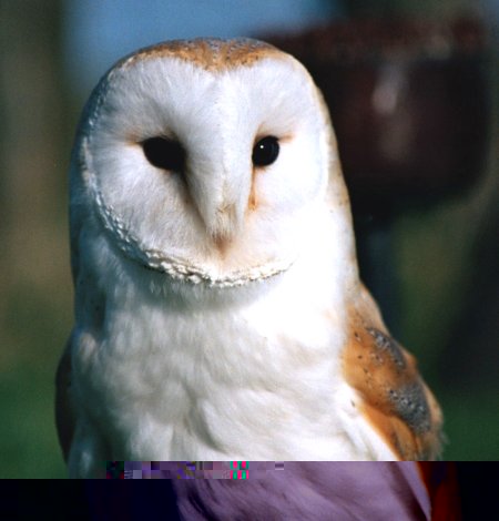 beautiful-barn-owl.jpg