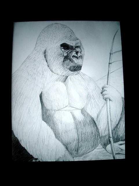 Gorilla.jpg