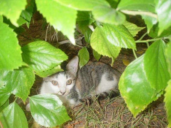 cat small.JPG