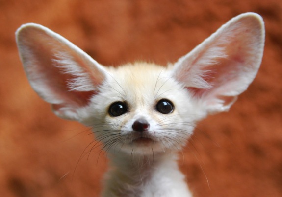 Poca big ears 2.jpg