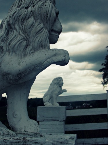 Lions.jpg