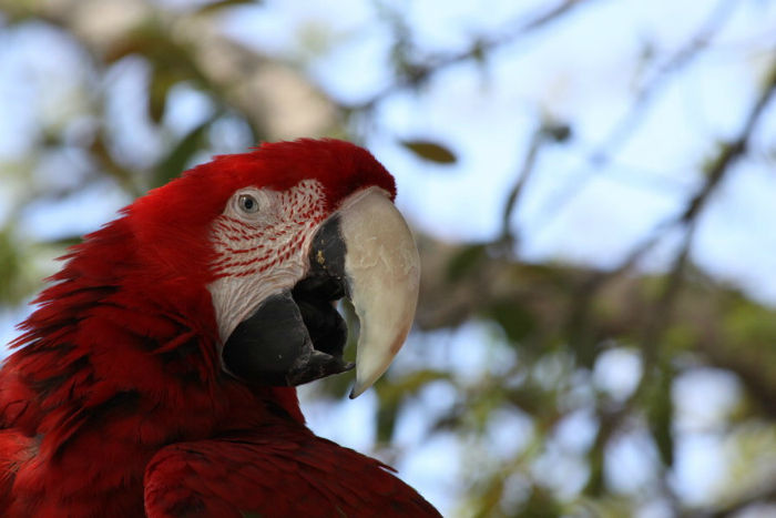 _so_much_red__by_kaelinsyra-d3c4pyg.jpg