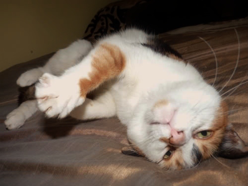CAT.jpg