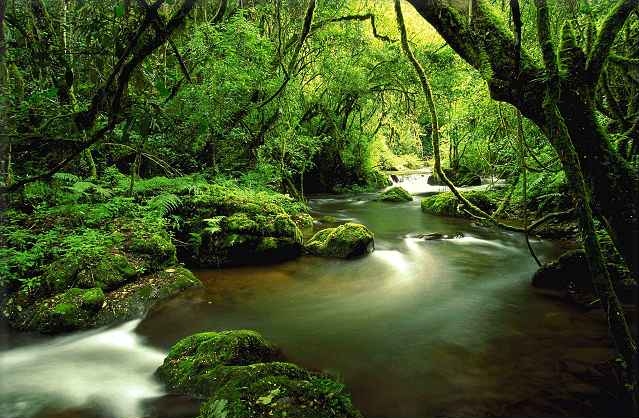 forestpic4.jpg
