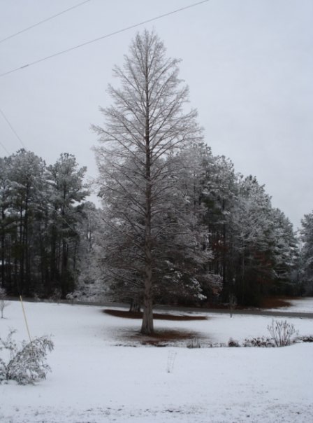 tree.jpg