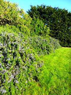 lavender.jpg