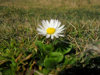 daisies.jpg