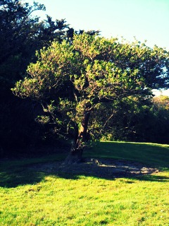 other tree.jpg