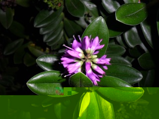 purple flower.jpg