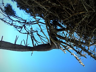 tree from below.jpg