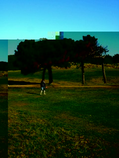 trees.jpg