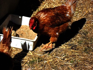 chicken feeding.jpg