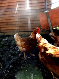 chicken.jpg