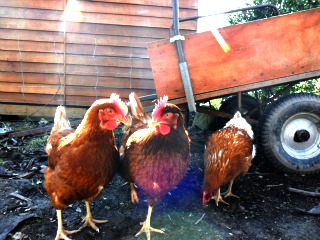 chickens talking.jpg