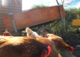 chickens eating.jpg