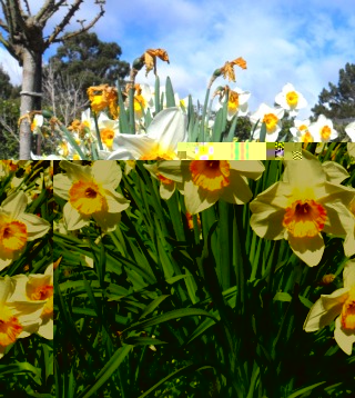 daffodils.jpg
