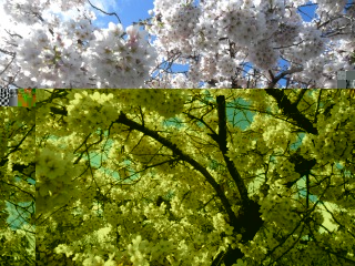 blossom.jpg