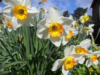 daffodils leaning.jpg