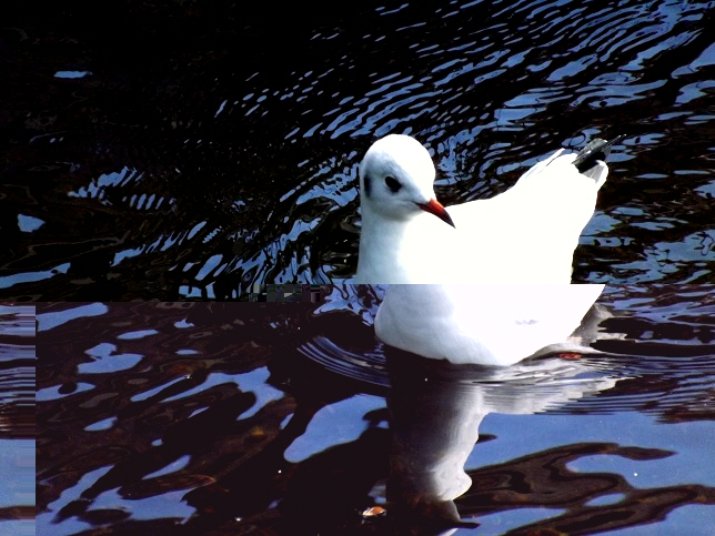 birdonwater.jpg