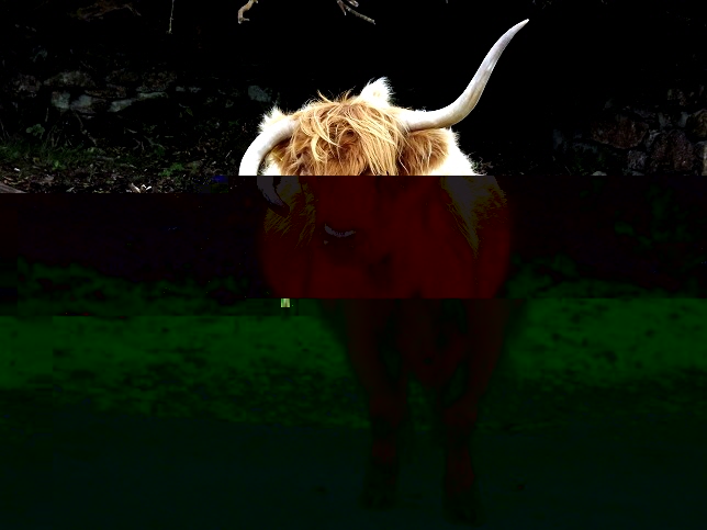 highlandcow.jpg