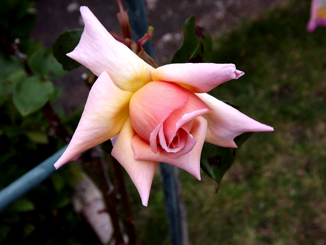 pinkflower.jpg
