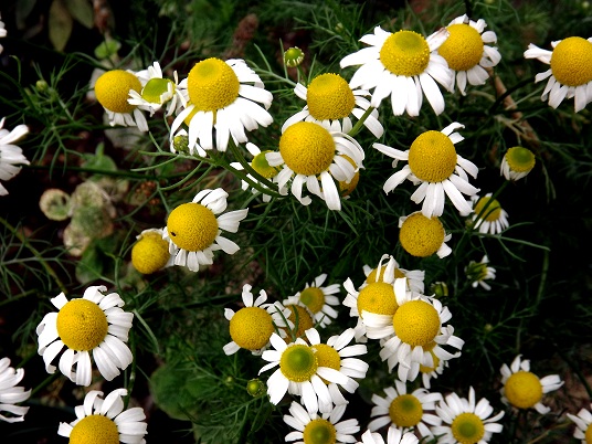 flowers.jpg