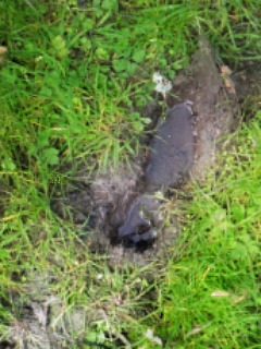 footprint.jpg