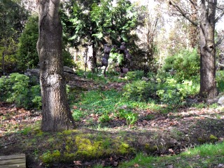 forest.jpg