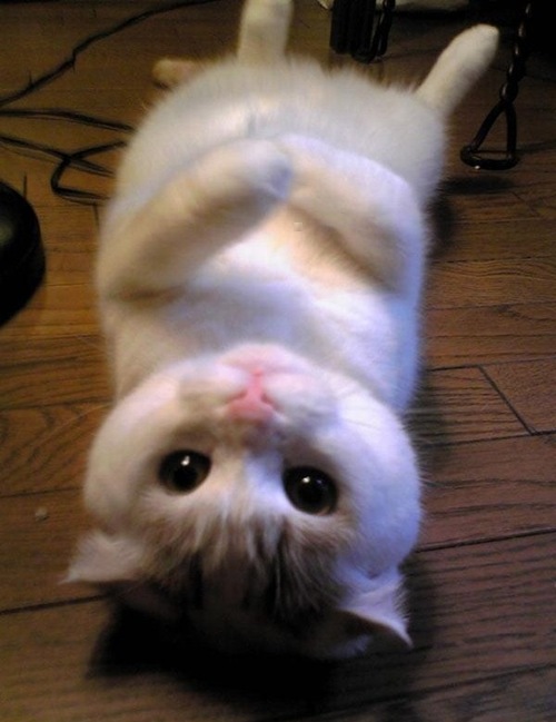 OMGCutenessOverload.jpg