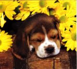 daisybeagle.jpg