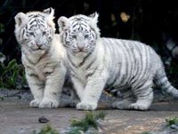 baby_white_tigers-965390.jpeg