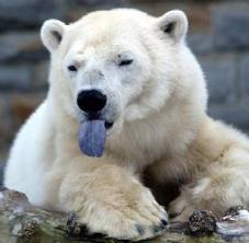 polar bear..jpeg