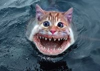 scary-catfish-4552-1249362814-0.jpg