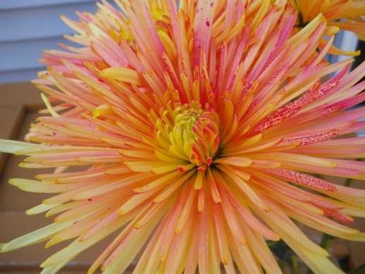Pretty flower 2.jpg